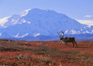15 Ekosistem Tundra