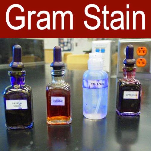 Medical Laboratory and Biomedical Science Gram Stain Procedure