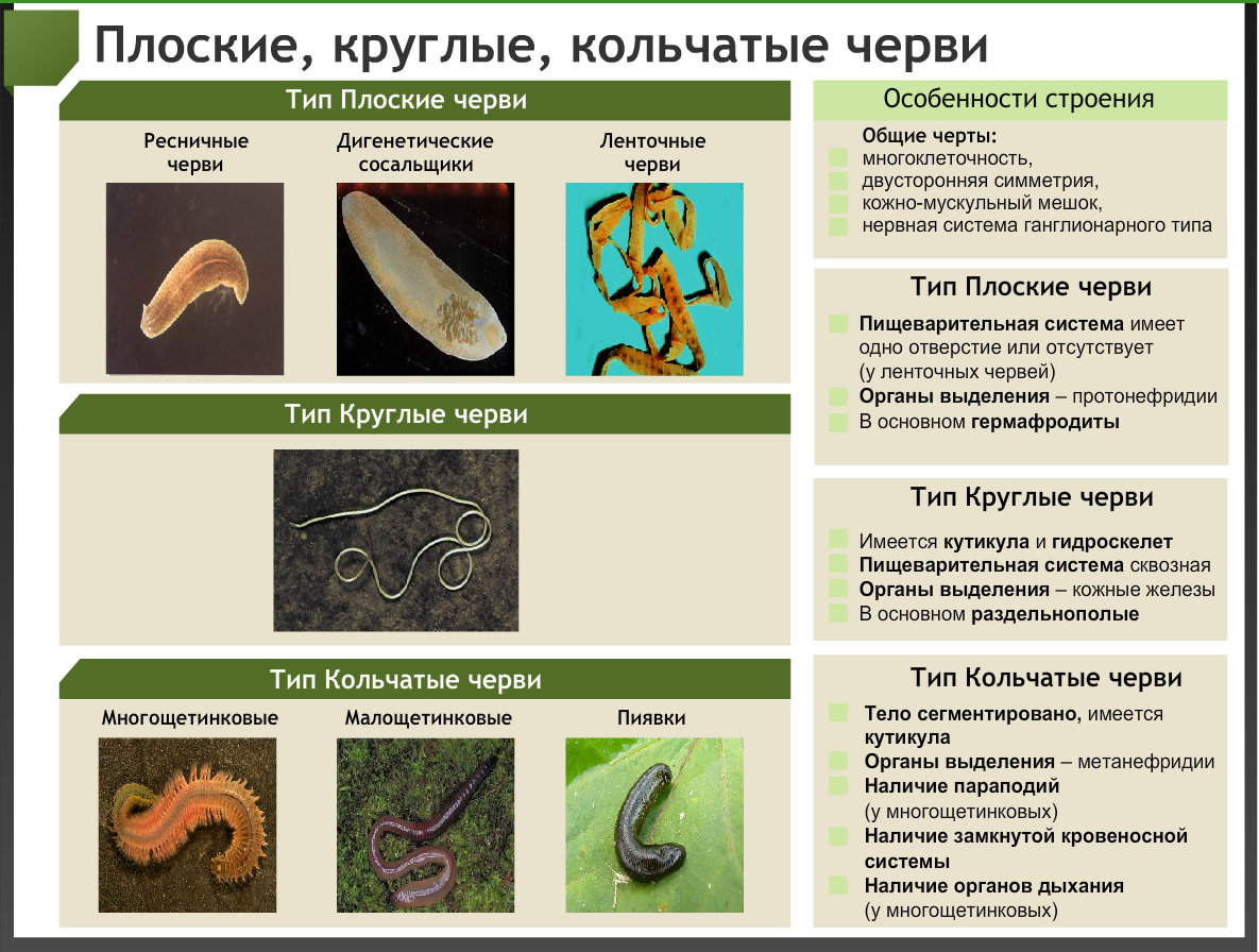 Членистоногие и круглые черви. Таблица по червям. Членистоногие 2)  круглые черви. Плакаты по биологии черви. Тест по червям 7 класс