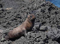 Fur Seal Galapagos Islands