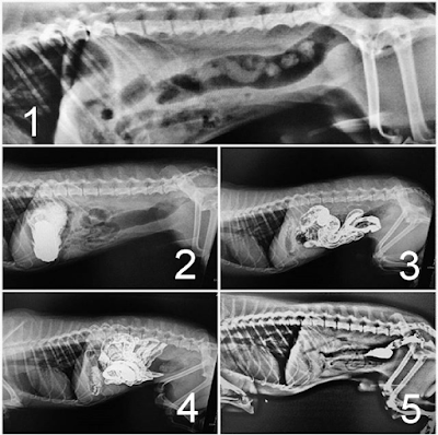 Pasaža creva dijagnostika u Panvet veterinarskoj stanici