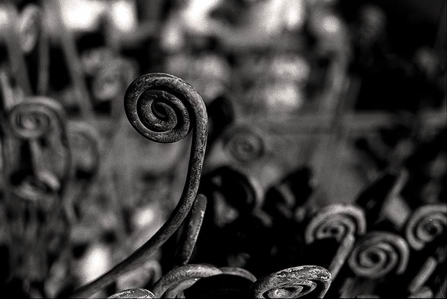 All Flowers In Time Bend Towards The Sun