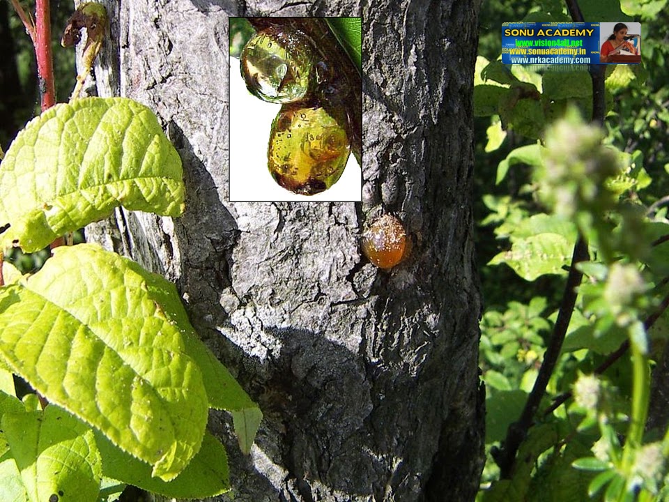 SONU ACADEMY EXCRETION IN PLANTSTEXT