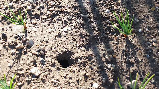 A vole hole