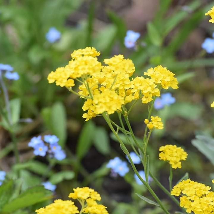 Les zones de rusticité, qu'estce que