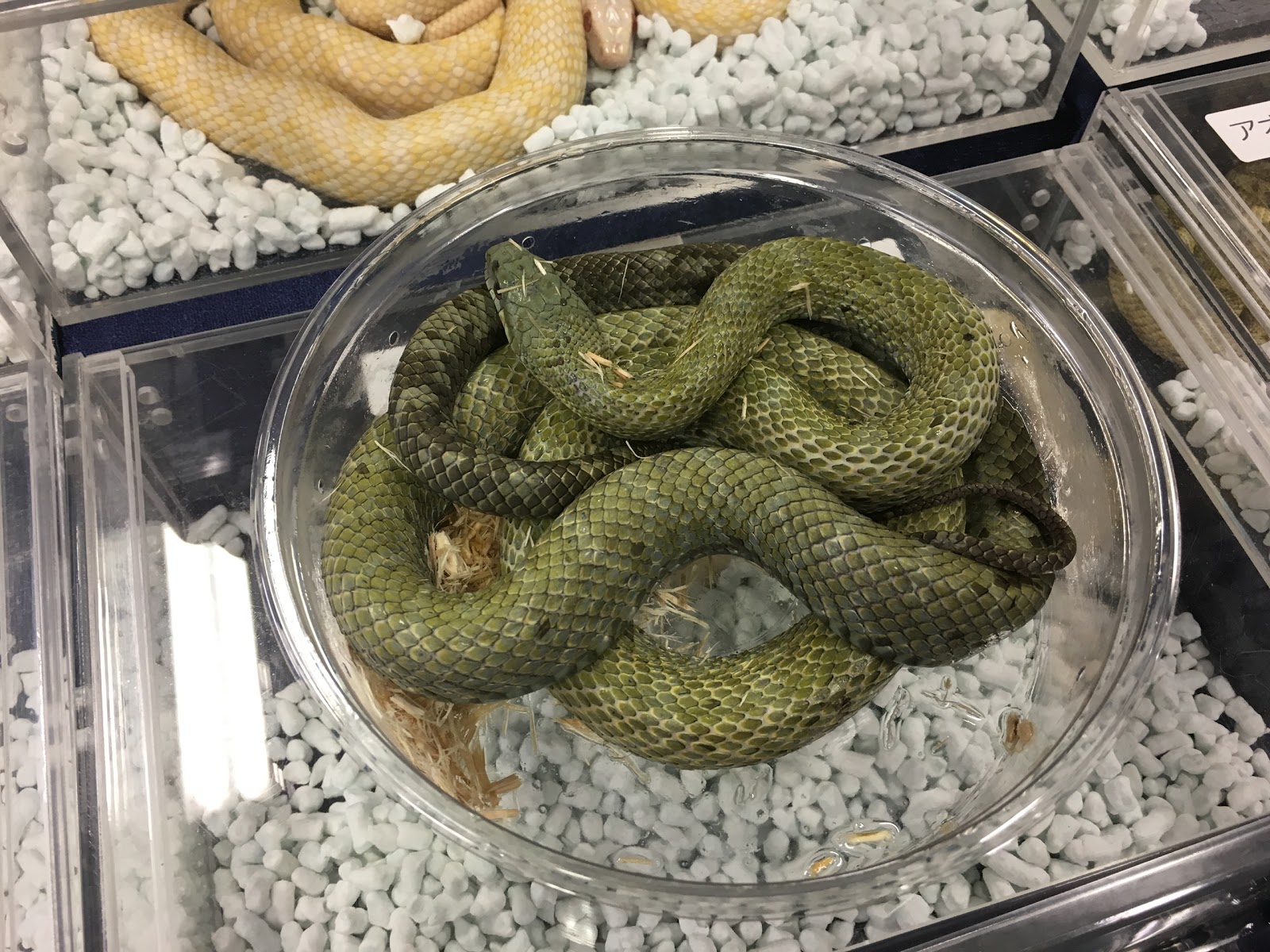 購入し 図柄屋 そのまんま蛇帯 シロマダラ 半幅帯 レディース