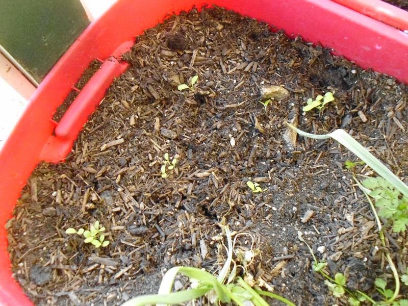 New lettuce seedlings