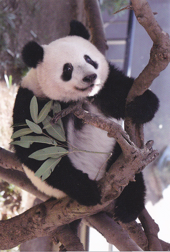 Postcard A La Carte: ASIA - Japan - Panda - Ueno Zoo, Tokyo