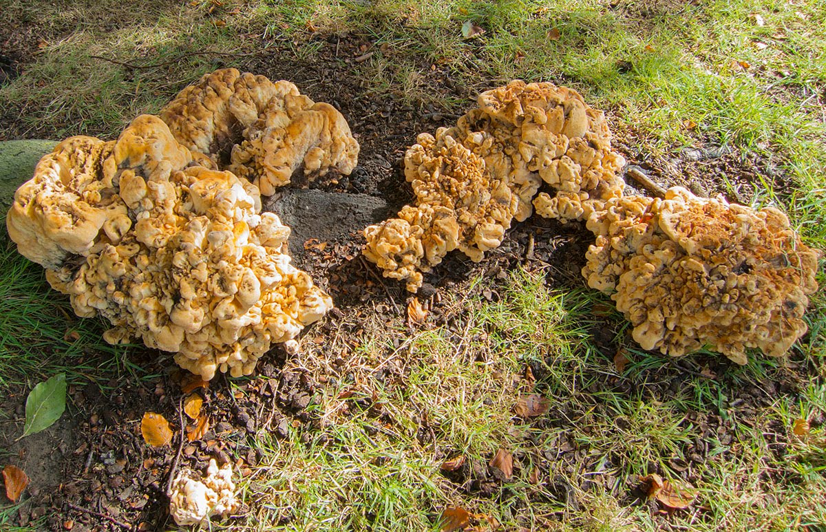 Giant Polypore | Naturally