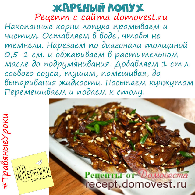 рецепты блюд из лопуха