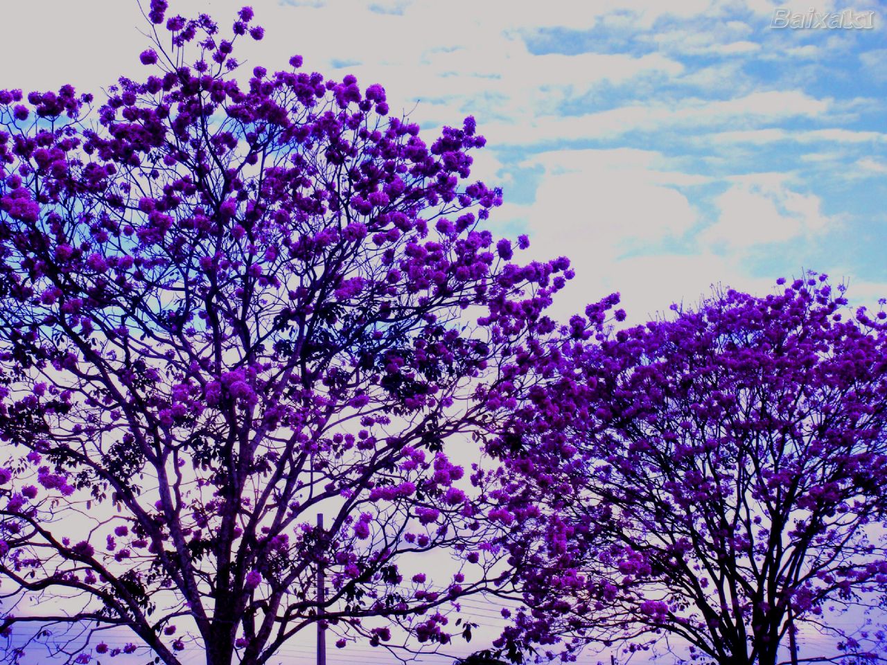 Дерево с сиреневыми цветами как называется. Фиолетовое дерево. Цветущее дерево ипе. Дерево тахибо.