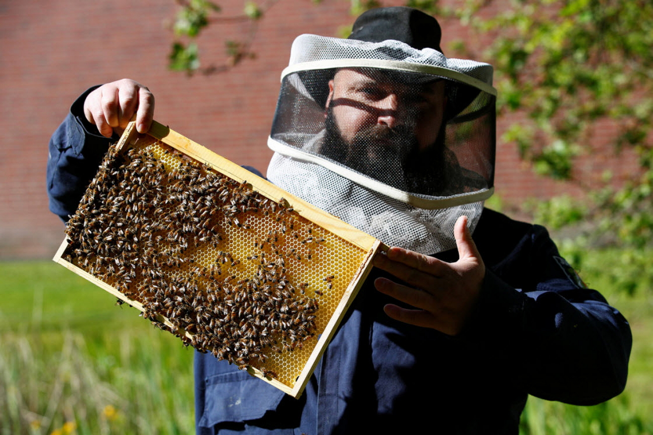 Скачай игру спасай пчел. Промышленное Пчеловодство. Пасека в Германии. Пчеловодство в Германии. Пчелы Германии.