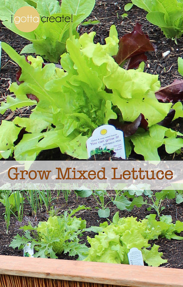 How to grow lettuce, spinach and kale - highly nutritious greens! | visit I Gotta Create!