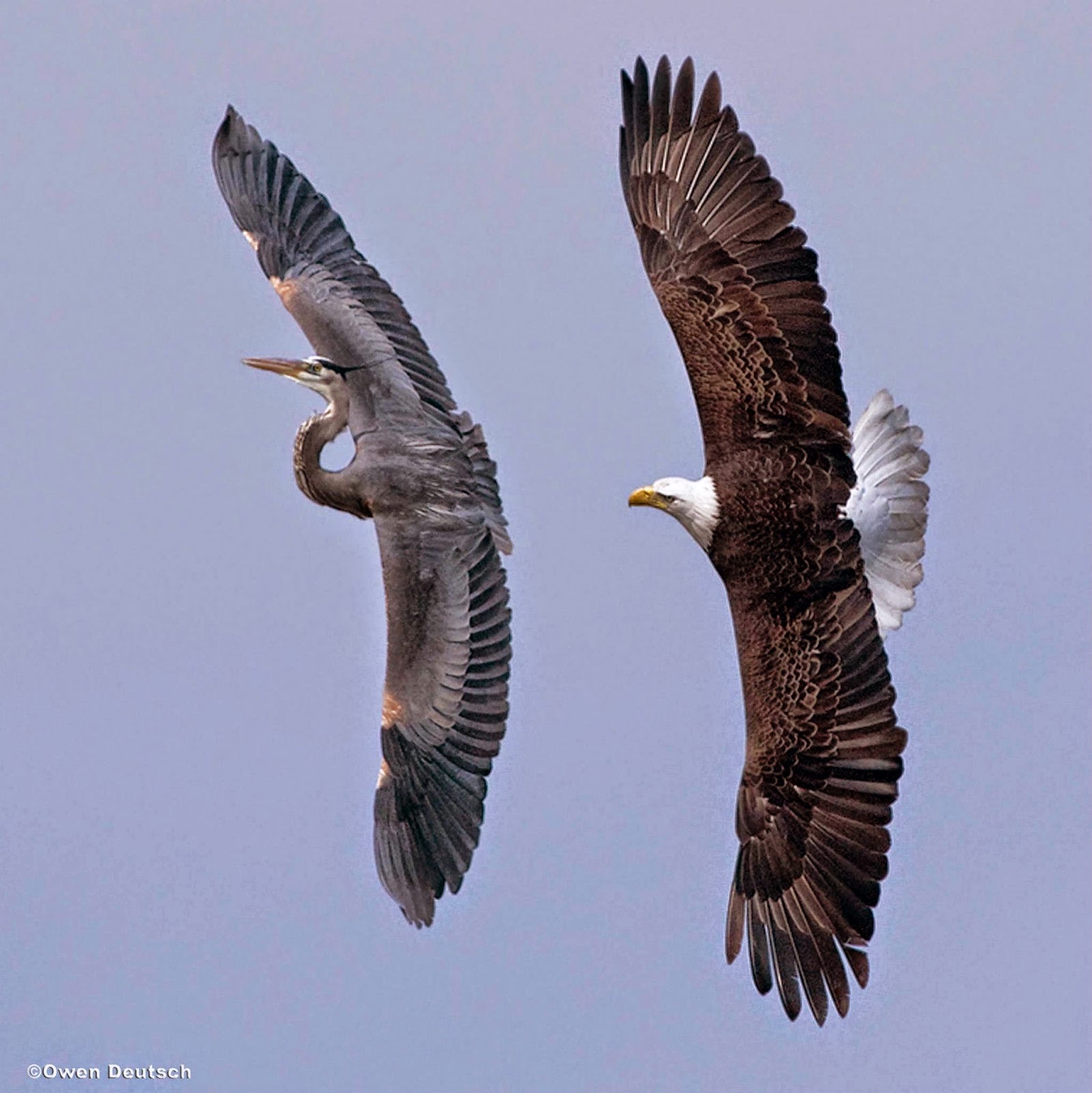 кондор белоголовый. летят 2 большие птицы. две птицы в полете. грифон стервятник рубелла. орел в полете.