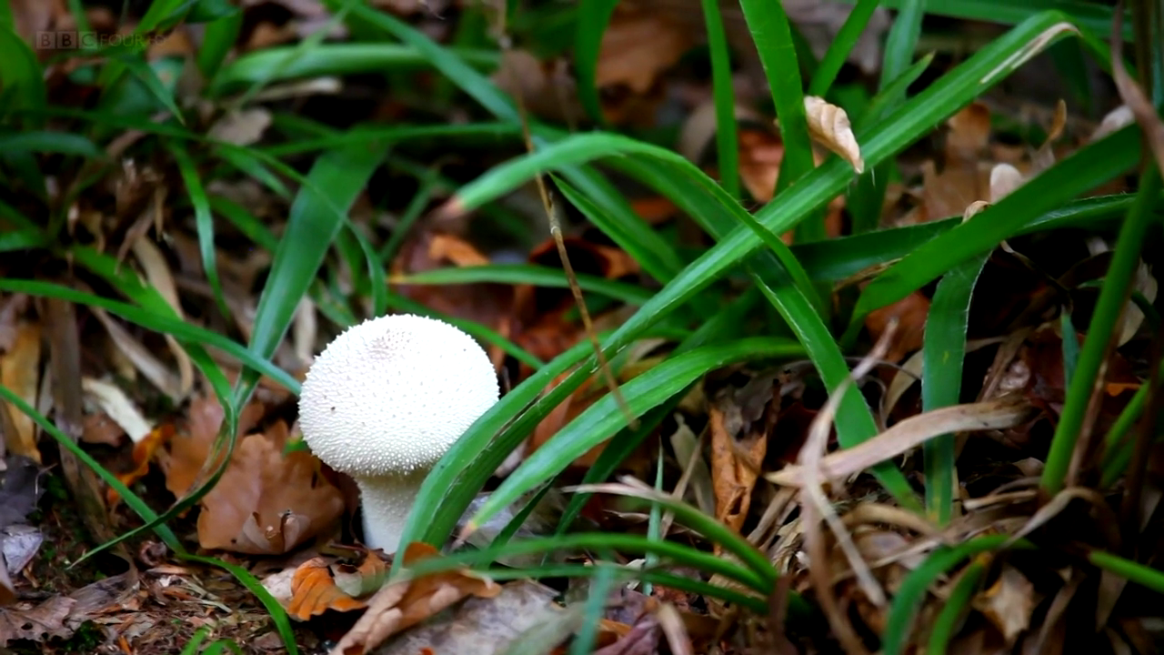Asadal BBC The Magic of Mushrooms (2014)
