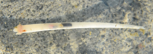 Picture of Rhabdus rectius, species of tusk shell found in Puget Sound