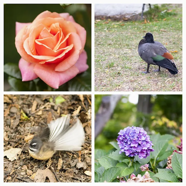 Flowers and birds at the Christchurch Botanic Gardens