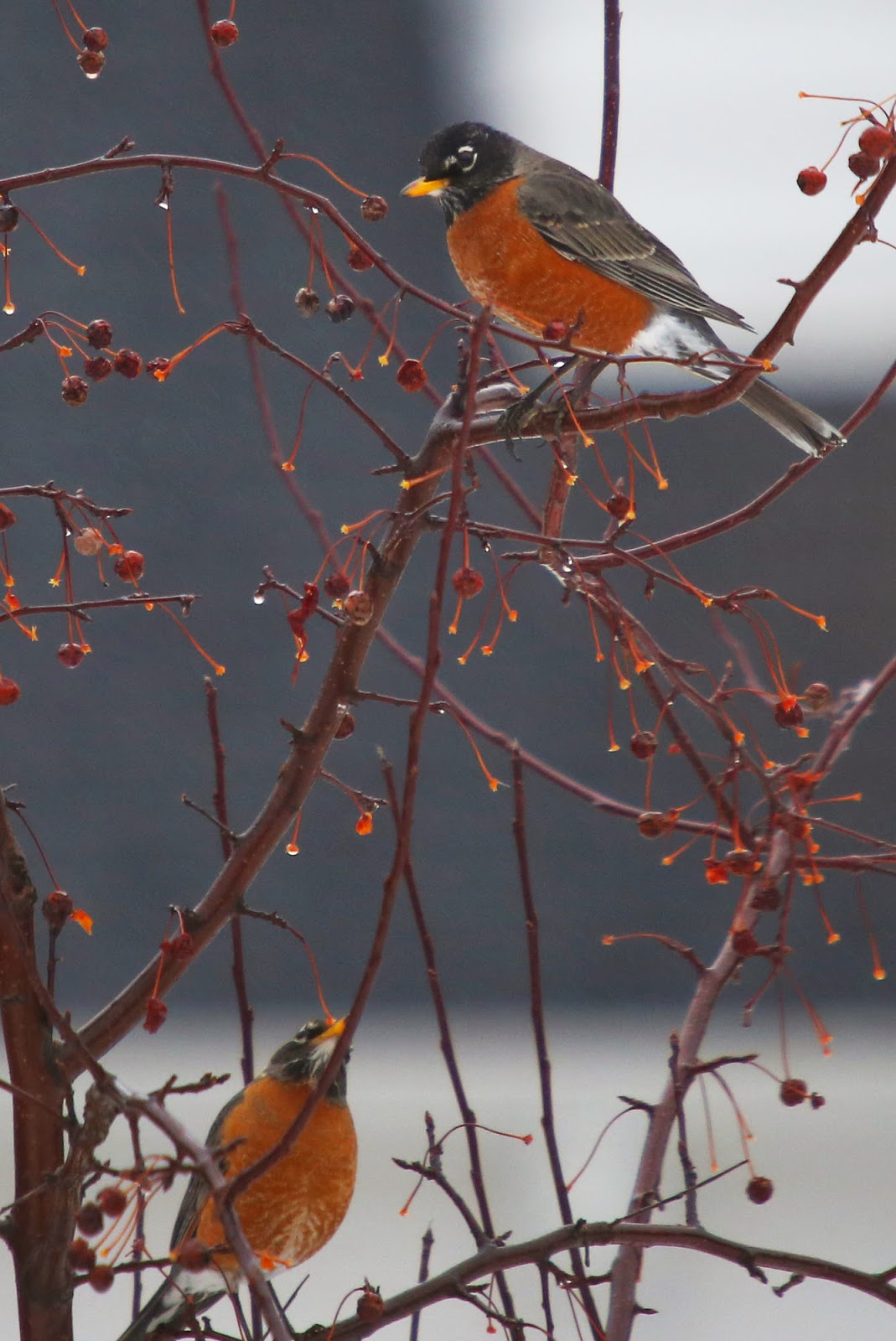 All of Nature Spring Robins