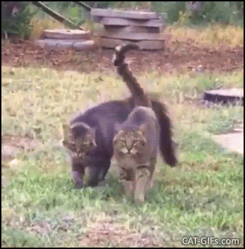 Cute Cat GIF • Purrr ♥ Love. 2 cats walking together with tail over the back like lovers with an arm over the shoulder... Cute Cat GIF • Purrr ♥ Love. 2 cats walking together with tail over the back like lovers with an arm over the shoulder...