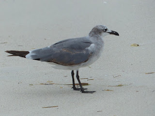 Leucophaeus atricilla - Mouette atricille Leucophaeus atricilla - Mouette atricille