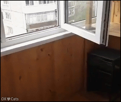 Funny Cat GIF •  Depressed Scottish fold cat chilling in his private room sitting in a funny way, like an human [cat-gifs.com]