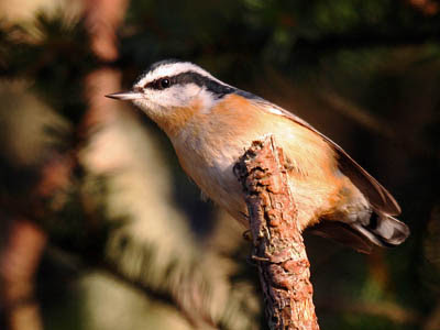 Photo of Red-breasted Nuthatch on branch