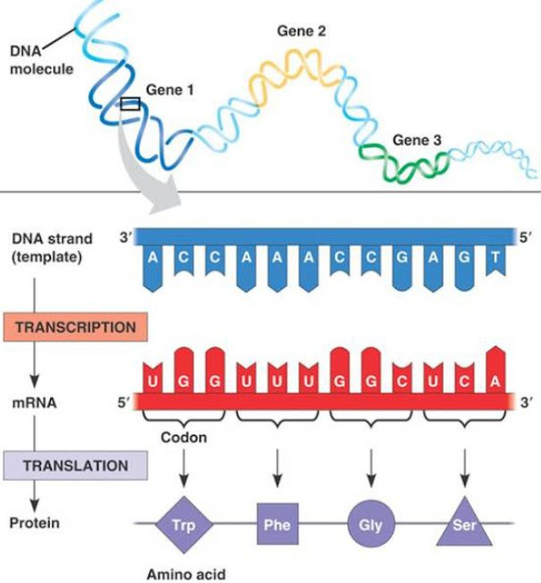 proses sintesis protein