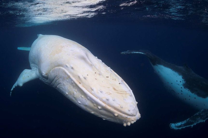 Scientia potentia est Rare footage captured near Australia '' It is Migaloo, the white whale