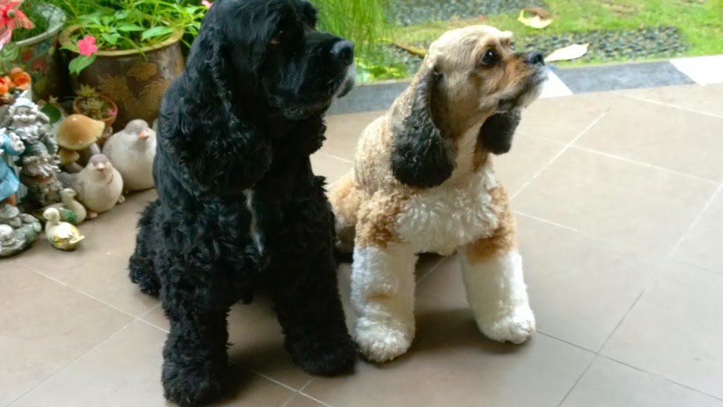 Friendly & responsible dog sitter