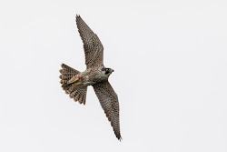 peregrine falcon flying ontario