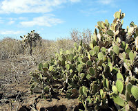 Cactus on Genovesa, Galapagos