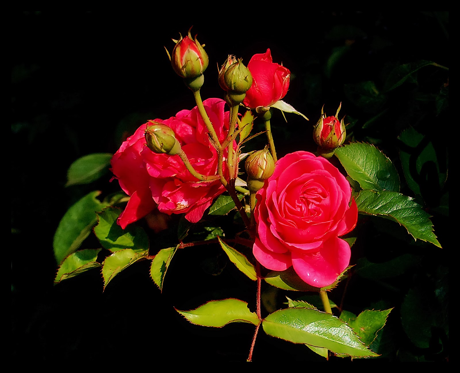 WALPEPAR: Red Rose_1