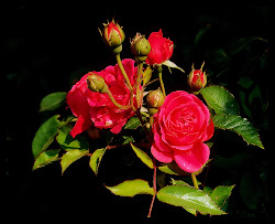 rose walpepar natural
