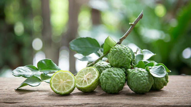 Kaffir Lime Kaffir Lime: Benefits , Facts , Uses and History -MergeZone