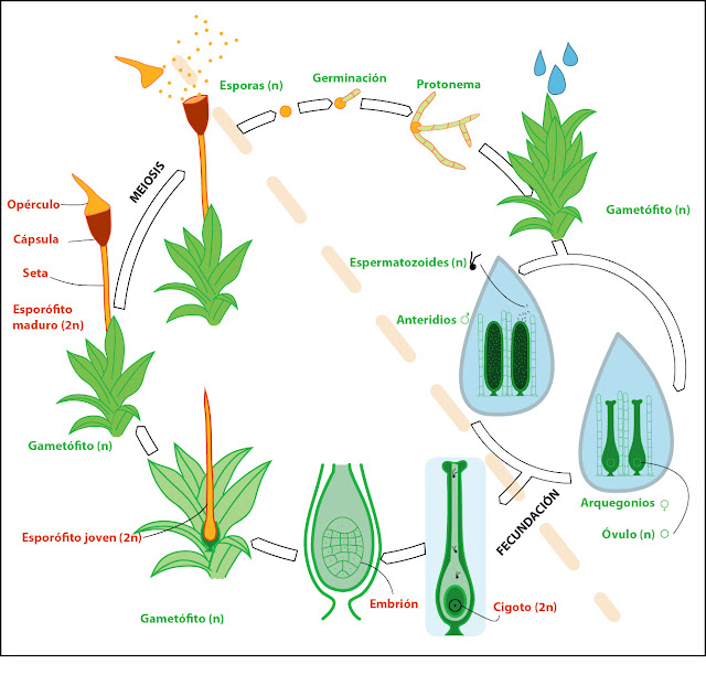 esquema del Ciclo de vida de un musgo briofita