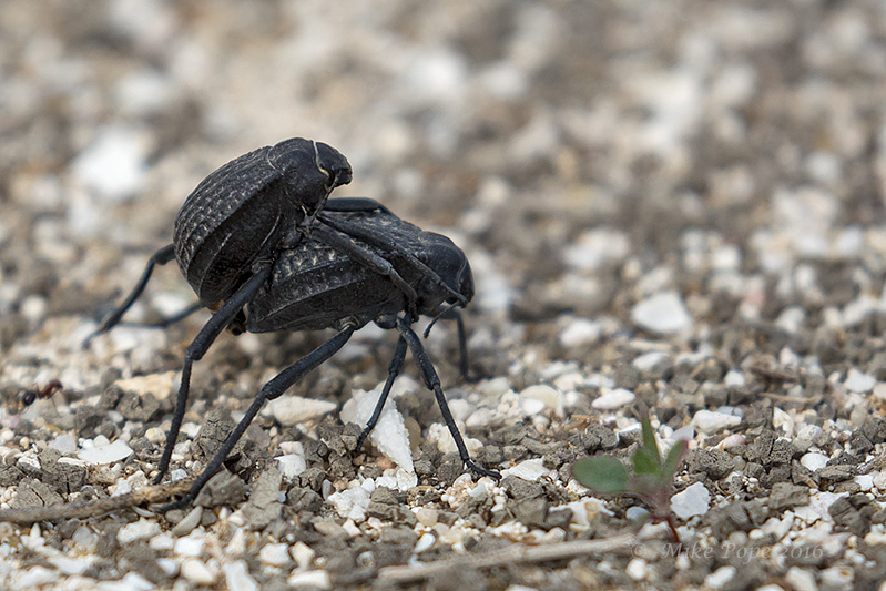 Kuwait Birding A splash of colour