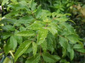 Mahonia Flowers Stock Photos Mahonia Flowers Stock Images Alamy