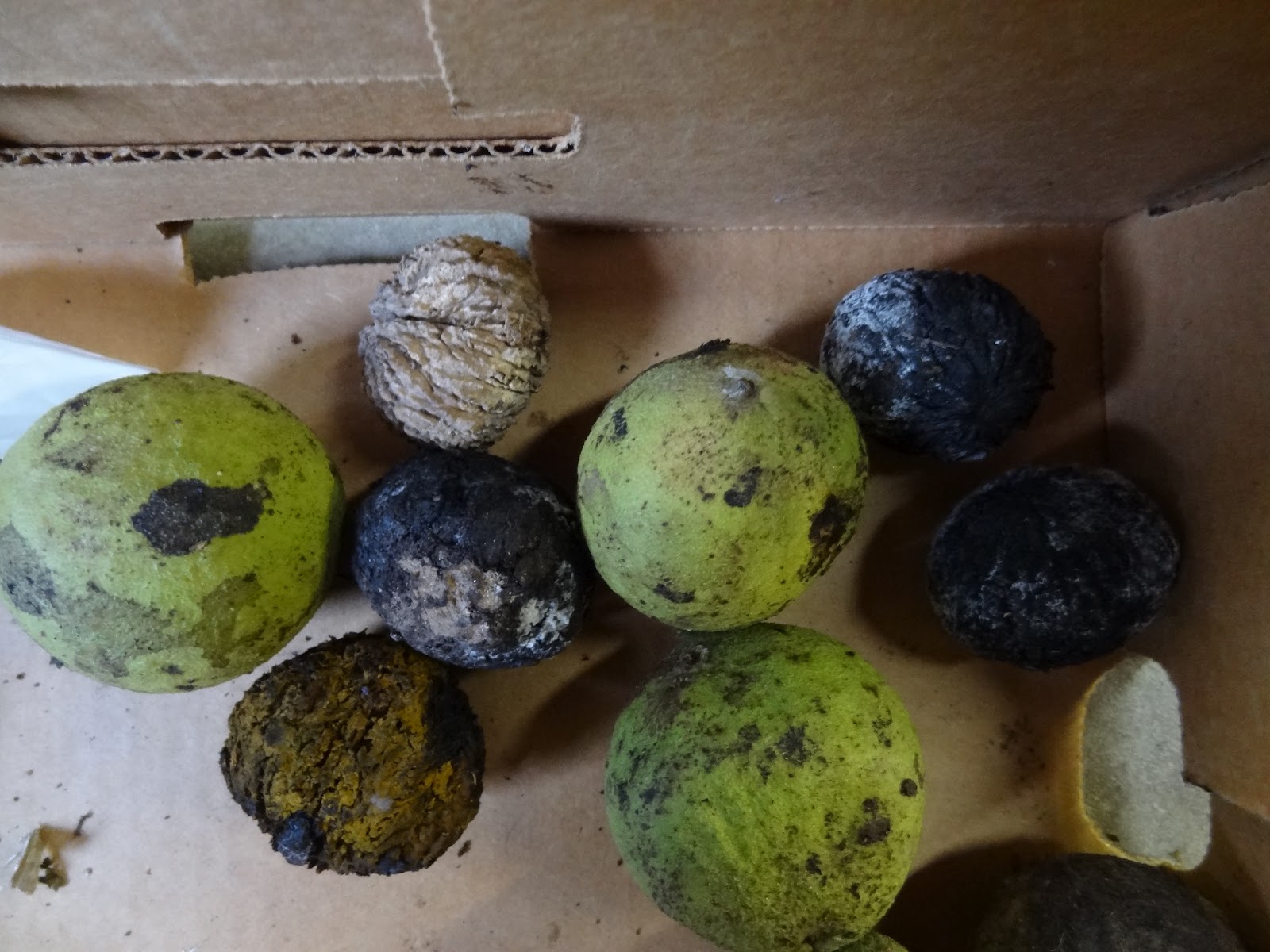 Live and LearnToss and Turn Black Walnut Stain