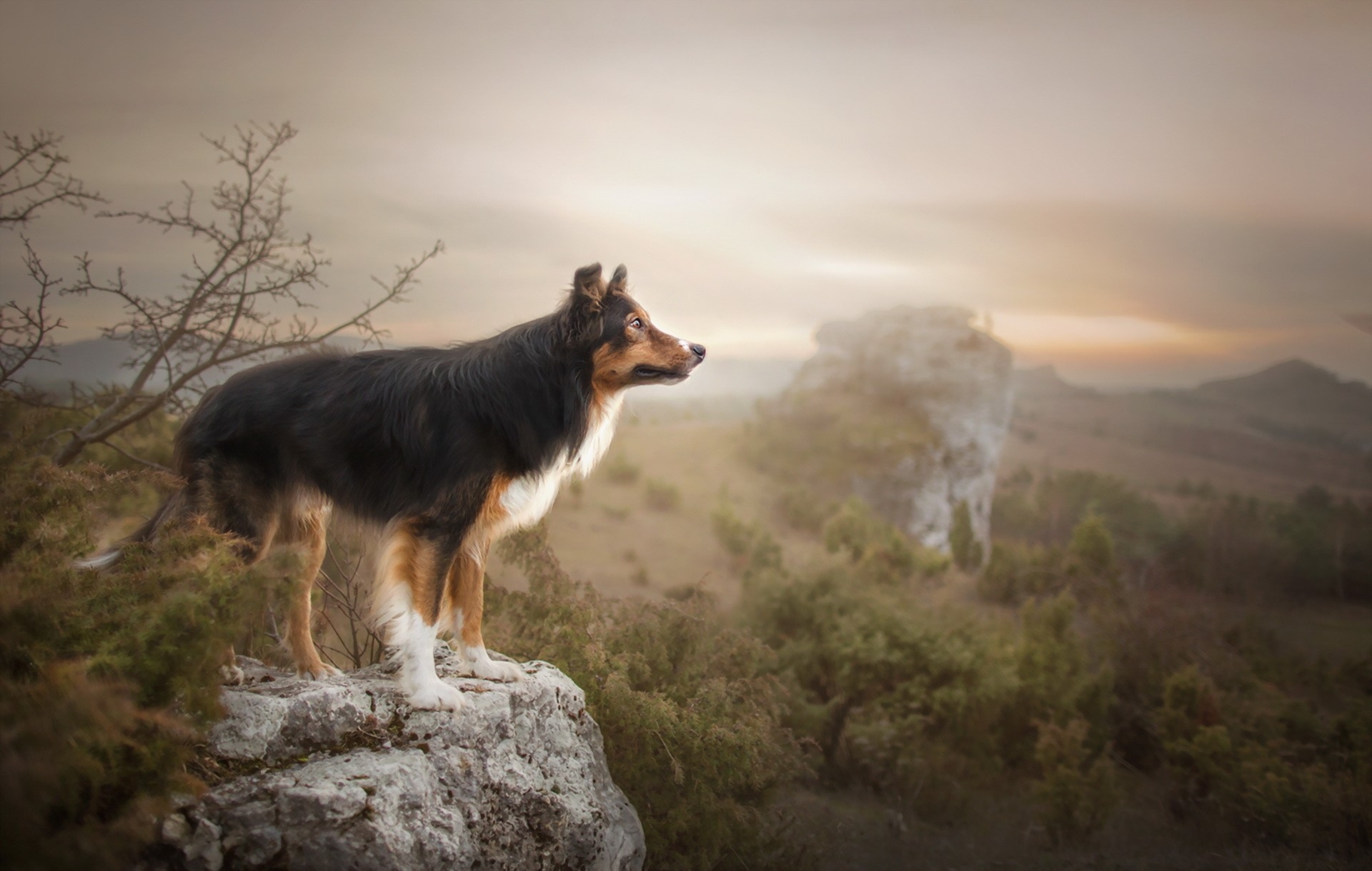 Köpek HD Geniş Ekran Duvar Kağıtları 6 HD Duvar Kağıtları