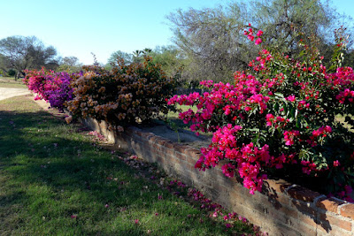 Wonderful flowers all around the Rancho Verde RV Haven.