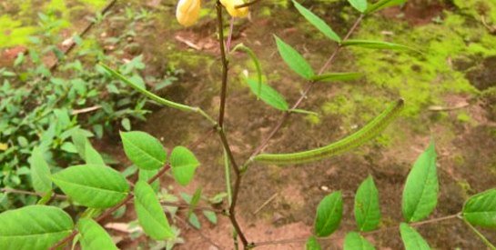 Great marabout seeing wossou: HOW TO CURE HERNIA DISEASE?