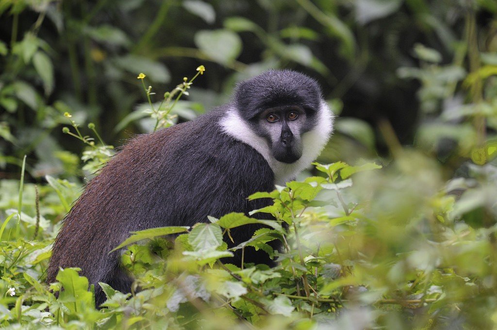 Национальный парк в Уганде, шимпанзе