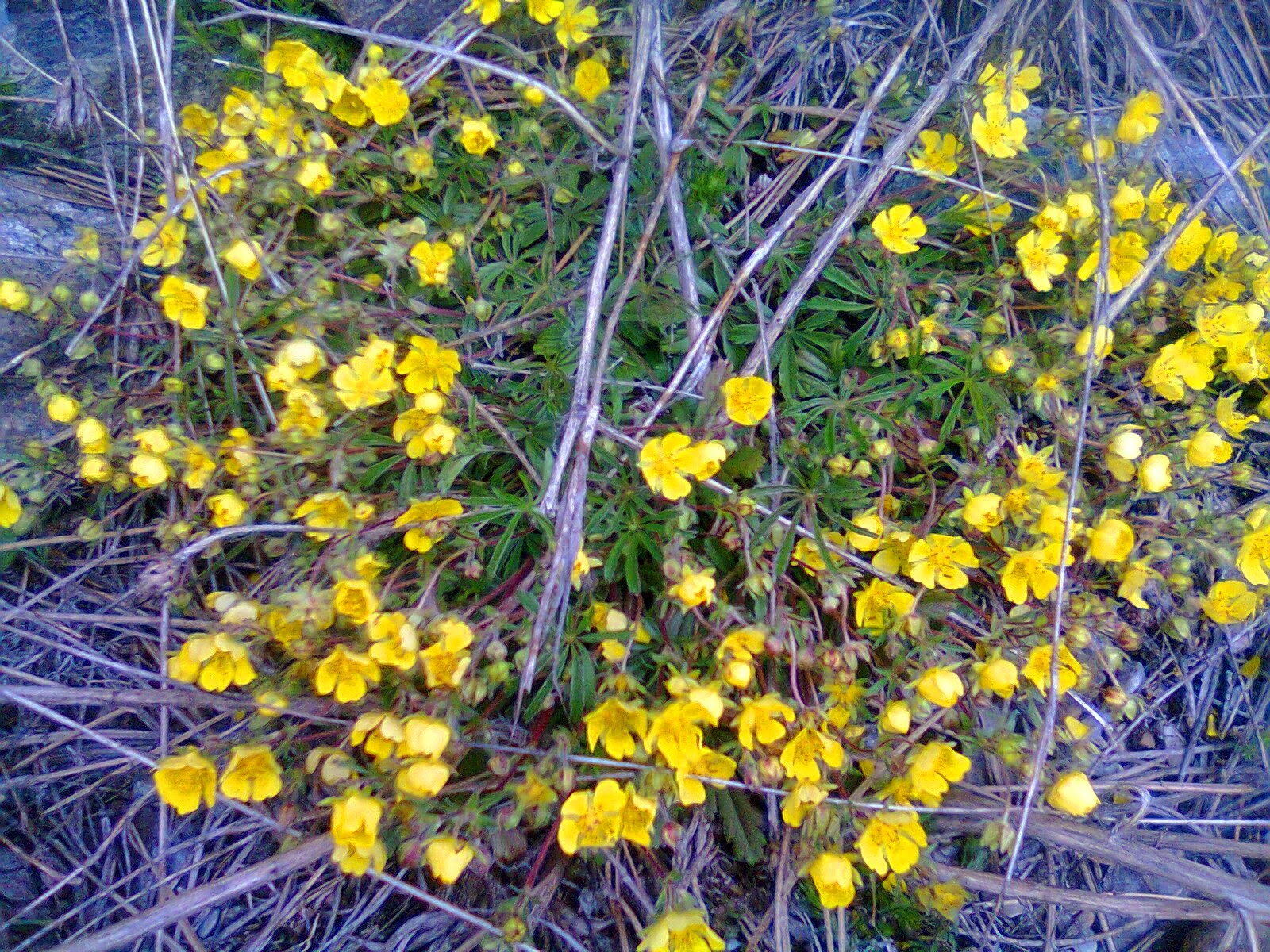 I zemlja se obnavlja prolećem ~ F I N S K A