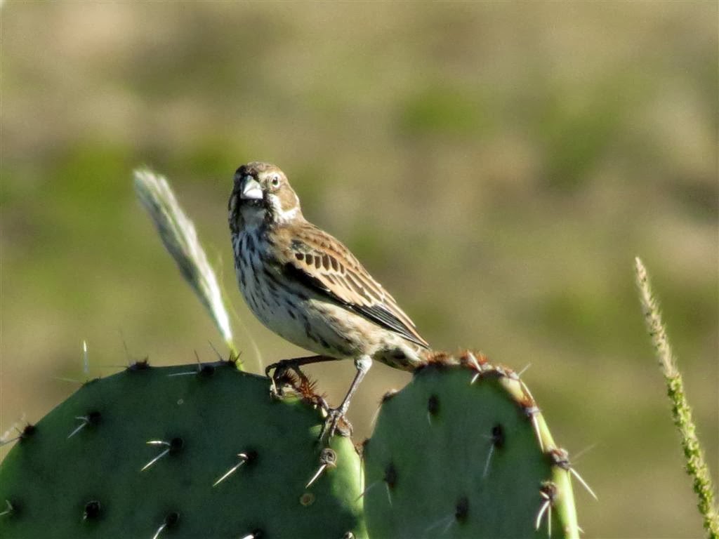 Viewing nature with Eileen: New Mexico Birds