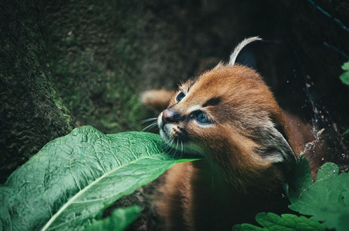 Beautiful Pictures Of Baby Caracals, One Of The Most Gorgeous Cat Species Ever