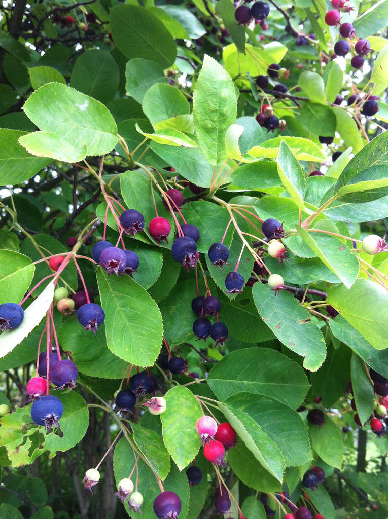 cornus mas diferences between cultivars cornus mas diferences between cultivars
