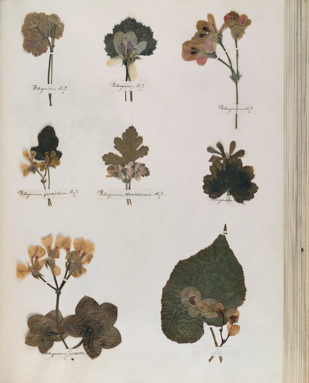 Flores prensadas herbario de Emily Dickinson