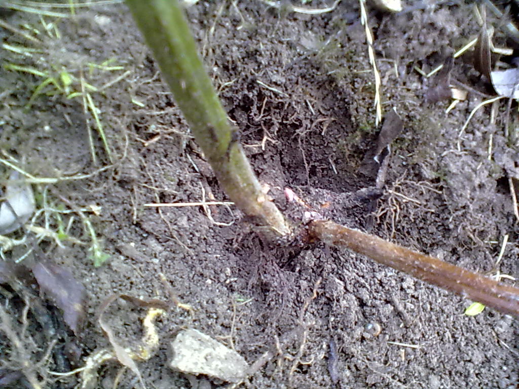 Rachel the Gardener Bramble removal How To Do It