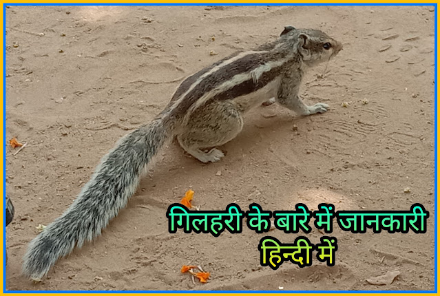 Squirrel facts in hindi