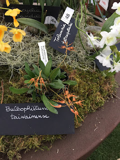 , Mostre primaverili: Horti di Veio e Monteporzio catone 2017, diarid'orchidee